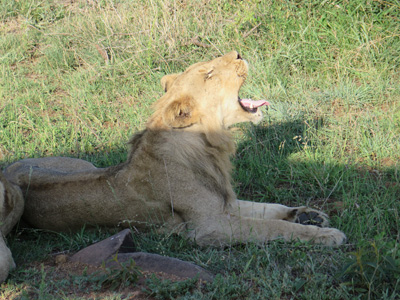 Kruger, South Africa 2013